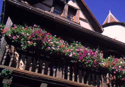 Fleurs Fleurs