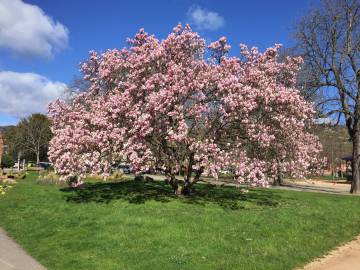 Jardin de Ville - Printemps 2020