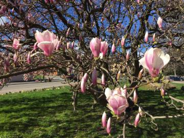 Jardin de Ville - Printemps 2020
