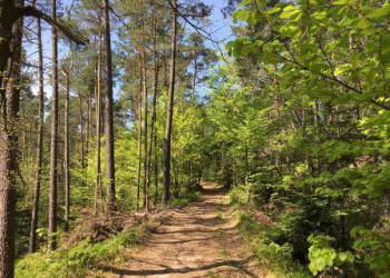 CLUB VOSGIEN - Randonnée au Schaentzel