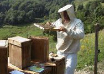 INITIATION A l'APICULTURE