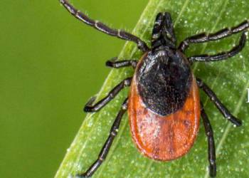 Conférence MALADIE DE LYME