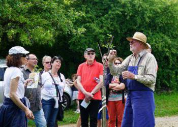 DÉMONSTRATION - Taille d'arbres fruitiers
