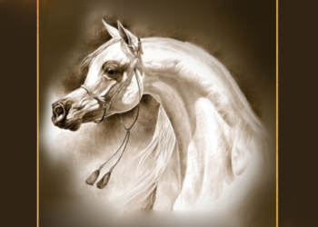 FESTIVAL DU CHEVAL ARABE - ANNULÉ