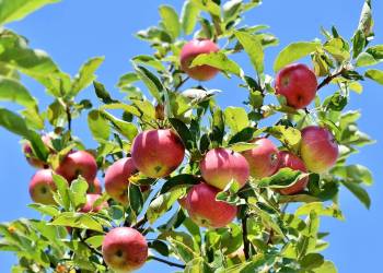 FÊTE DES VERGERS PAR L'ASSOCIATION APFELBISSER