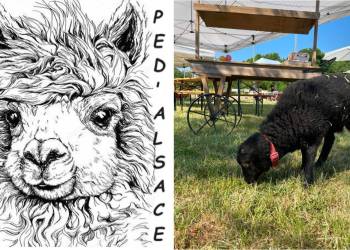 FERME PEDAGOGIQUE Ped'Alsace