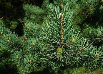 DÉCO DE NOËL : distribution de branches de sapin