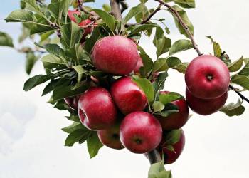 ASSOCIATION APFELBISSER : OUVERTURE DE L’ATELIER « JUS DE POMMES »