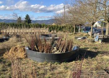 COMMANDE GROUPEE D'ARBRES ET ARBUSTES LOCAUX